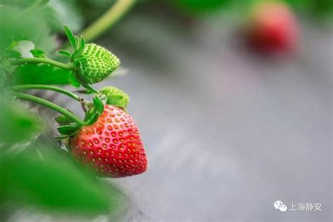 冬草莓熟啦，上海最新草莓採摘攻略出爐！約起來！ 每日頭條