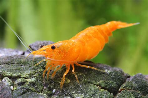 Neocaridina Davidi Orange Gamba Enana De Agua Dulce Crust Ceo