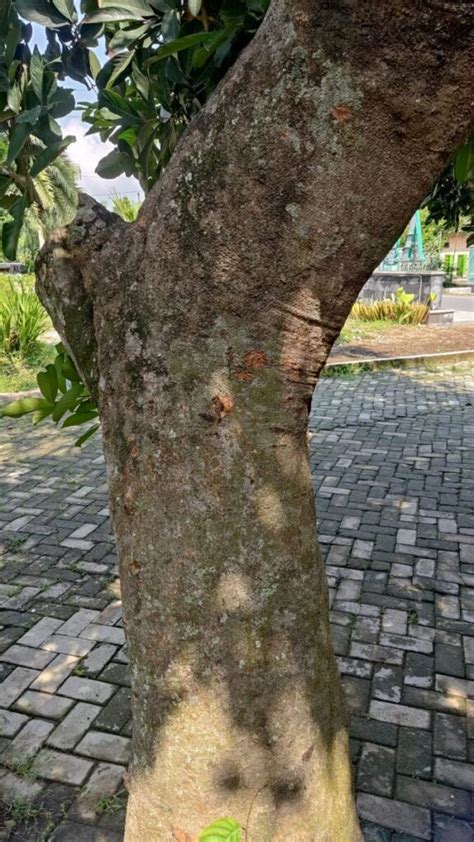 Pohon Rambutan Ciri Jenis Manfaat Cara Merawat Habitat