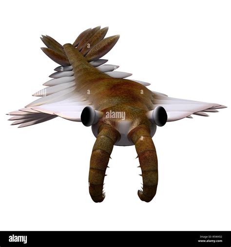 Anomalocaris Canadensis Hi Res Stock Photography And Images Alamy