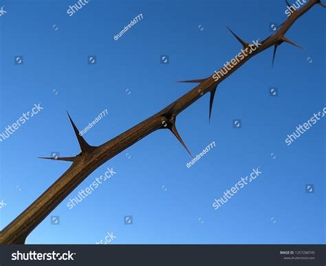 Naked Branch Robinia Pseudoacacia Tree Many Foto De Stock 1257288745