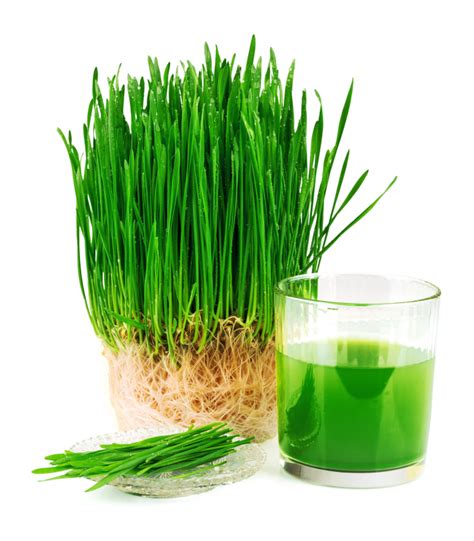 Wheat Grass Fruit Juice Powder Nattfru