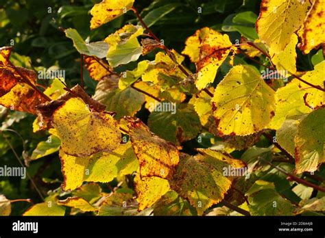 Close Up View Of Autumn Coloured Leaves Of The Black Alder In A Hedge