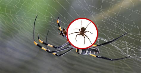 Spider Control Get Rid Of Spiders Elite Corporation Pest Control Mumbai