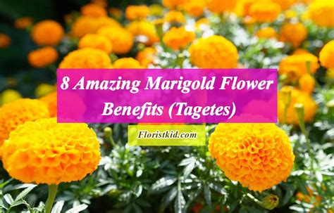 Marigold Flower Health Benefits Best Flower Site