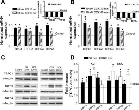 Depolarization Induced Ca Influx And Ca Release From