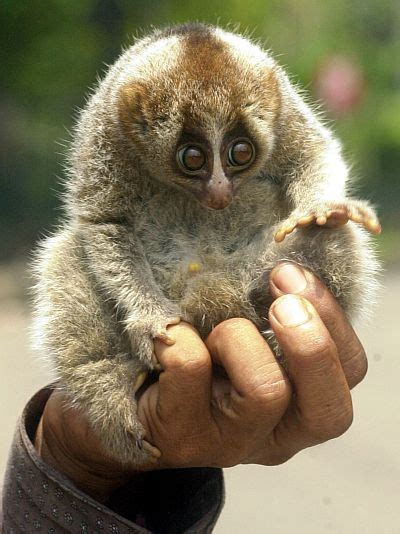 Cuscus | Animal Wildlife