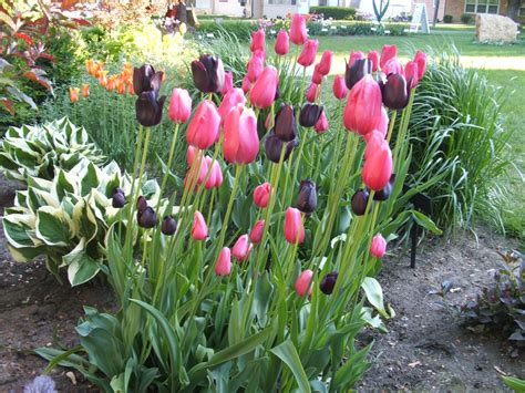 Photo Gallery Tulip Town Bulb Company