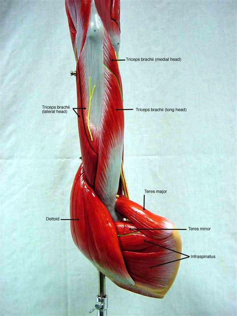 85 Best Images About Anatomy Lab 2 On Pinterest Models Brain Anatomy