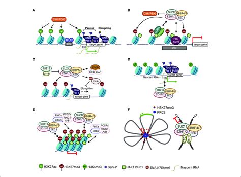 Mode Of Action Of Prc2 In Gene Regulation A Schematic Of The Mode Of Download Scientific