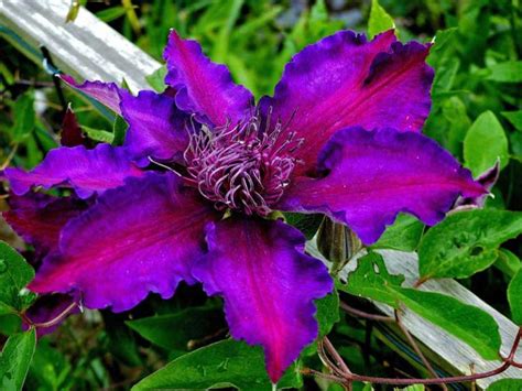 20 Different Types of Clematis (Photos) - Garden Lovers Club