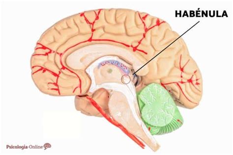 Habénula Qué Es Partes Función Y Ubicación Psicologistica