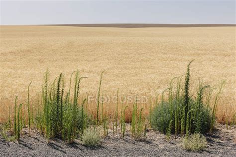 Field of summer wheat, weeds growing in foreground, Whitman County, Palouse, Washington, USA ...