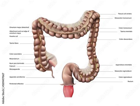 Anatomy Of The Human Large Intestine On A White Background Vector 3D