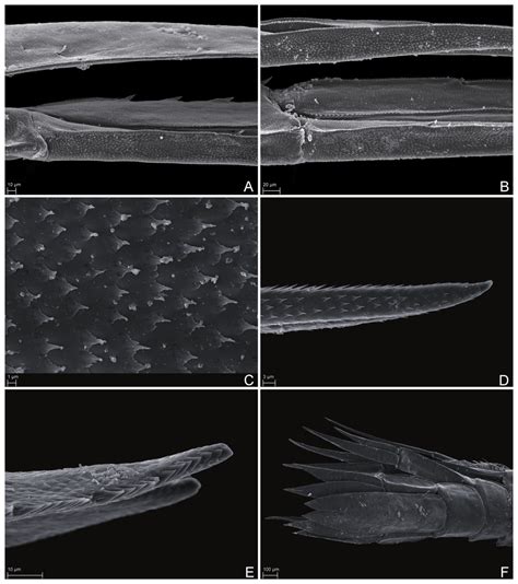 A New Predator Connecting The Abyssal With The Hadal In The Kuril