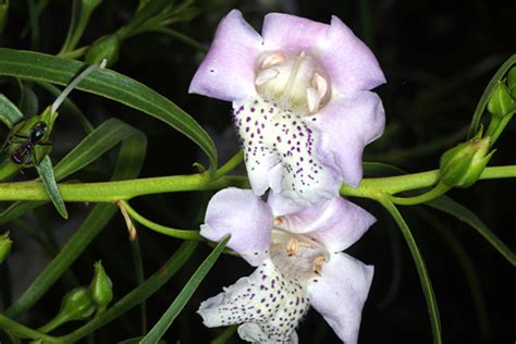 Eremophila Big Poly Australian Native Plants Society Australia