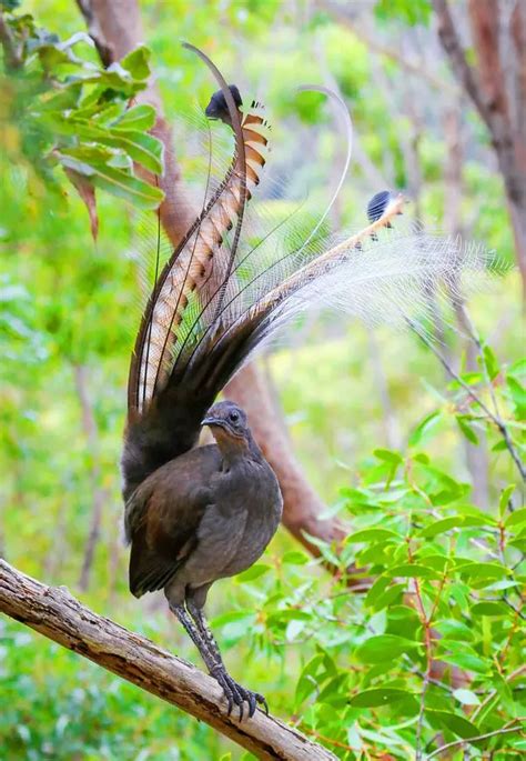 El Campanero Blanco El Pájaro Más Ruidoso De La Amazonía Loros Y