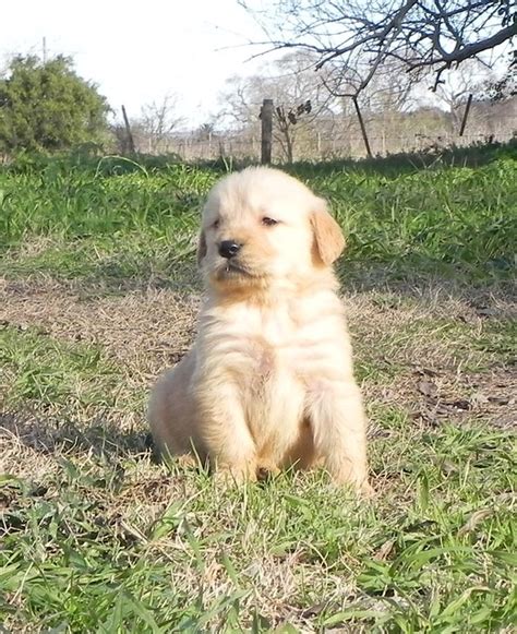 Beb S Golden Retriever Imagui