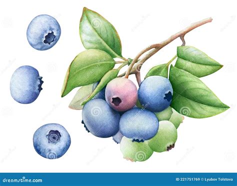 Aquarelle Illustration De La Branche Bleuet Illustration Stock