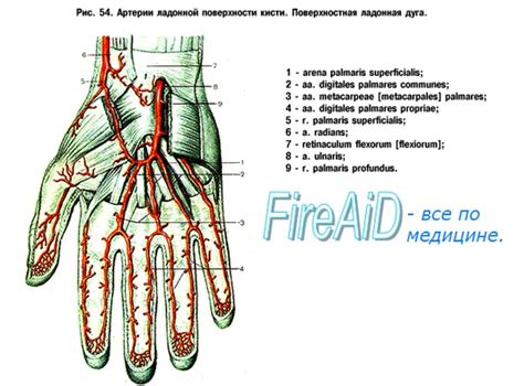 Кровоснабжение и иннервация ногтя