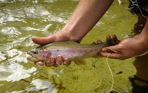 Jan Du Toits Trout Fishing Western Cape 013 Feathers And Fluoro