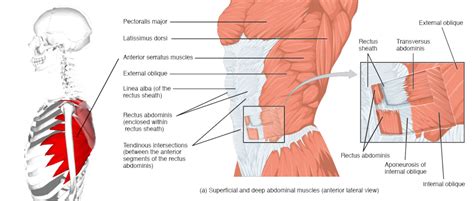 The muscles of the trunk | Human Anatomy and Physiology Lab (BSB 141)