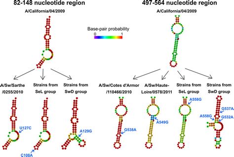 Rna Secondary Structures Predicted In Two Regions Of The Ns Segment