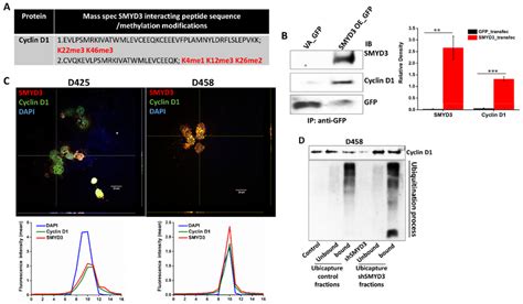 Smyd3 Cyclin D1 Interaction Is Associated With Cyclin D1 Stability In