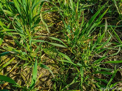 Chwasty W Pszenicy Co To Pszenica Agrofoto Pl Forum Rolnicze I