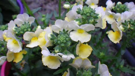 Diascia - Landsdale Plants