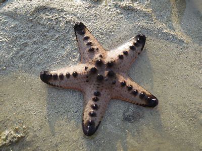 Chocolate Chip Starfish - Kim's Marine Bio