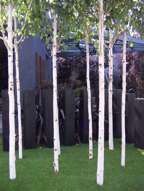 Ukblog Birch Trees