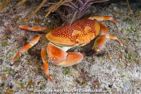 Decomposers - Great barrier reef by sam wilkinson