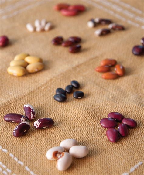 Saving Common Bean Seeds – Mother Earth News