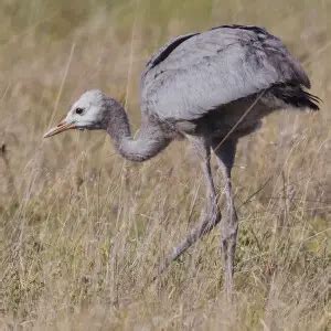 Blue Crane - Facts, Diet, Habitat & Pictures on Animalia.bio