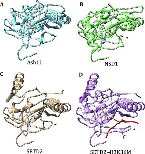 Roles Of H K Specific Histone Methyltransferases In Transcription