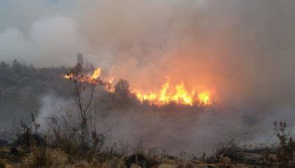 Yungay Incendio Forestal Arrasa Con Hect Reas De Pastos Naturales