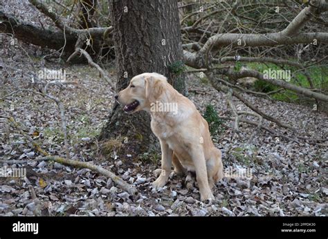 Purebred Golden Retriever Puppy Dog Stock Photo - Alamy