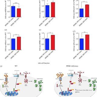 Pink Mice Display Altered Glucose Homeostasis Gene Transcription In