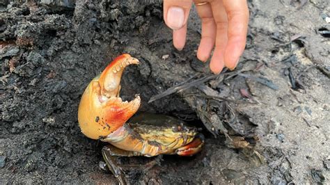 Wow Wow So Big Crab Catch Giant Mud Crab In Hole After Water Low Tide