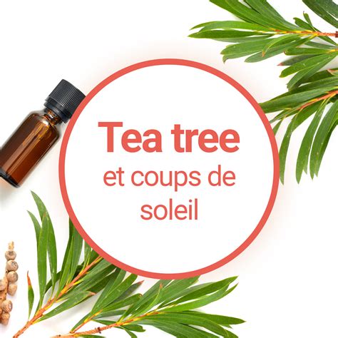 Puoi Alleviare Le Scottature Solari Con Tea Tree