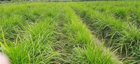 Pakchong 1 Super Napier Grass At Rs 2plant Natural Grass In Bikaner Id 22970165748