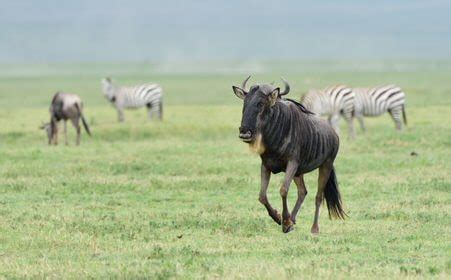 9 Days Serengeti Wildebeest Calving Season Photography Safari - Bovid ...