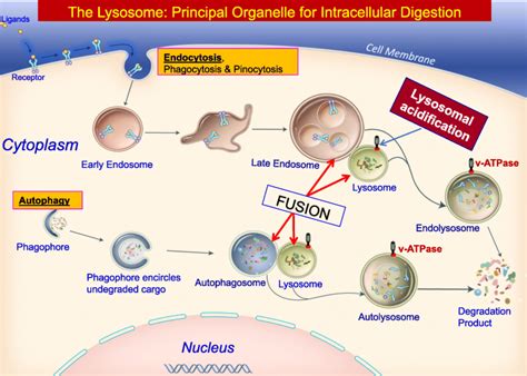 Emerging New Roles Of The Lysosome And Neuronal Ceroid Lipofuscinoses