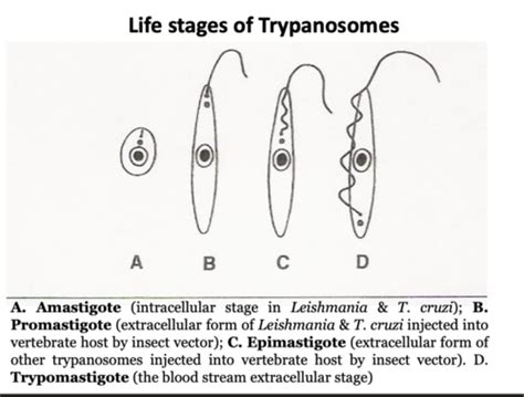 Trypanosomes Hemoflagellates Leishmania Flashcards Quizlet