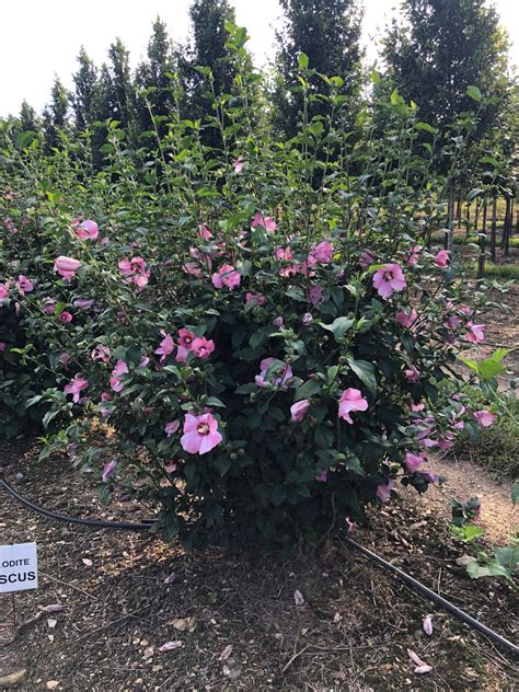 Hibiscus Syriacus Rose Of Sharon Aphrodite Dr Snell Wholesale