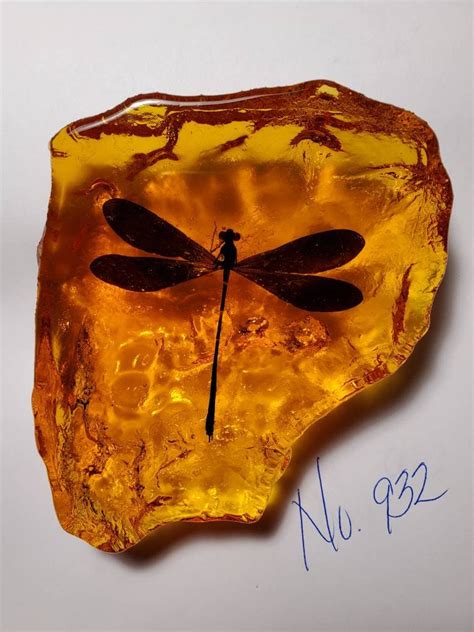 Dragonfly In Amber Resin Size Medium Rock For Outlander By Diana