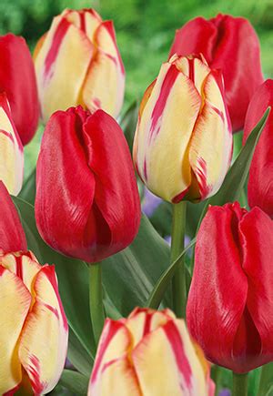 Tulip Tulipa Triumph Spryng Break Blend From Netherland Bulb