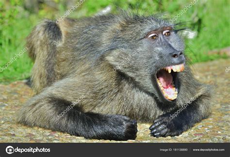 Hamadryas Baboon Teeth