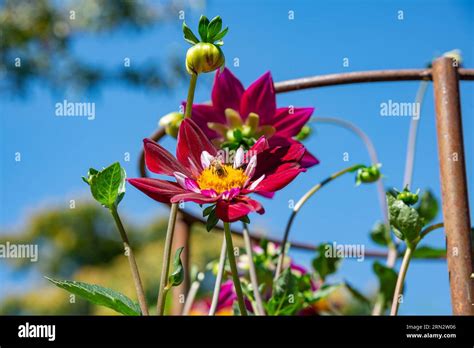 Chimborazo dhalia specimen Stock Photo - Alamy